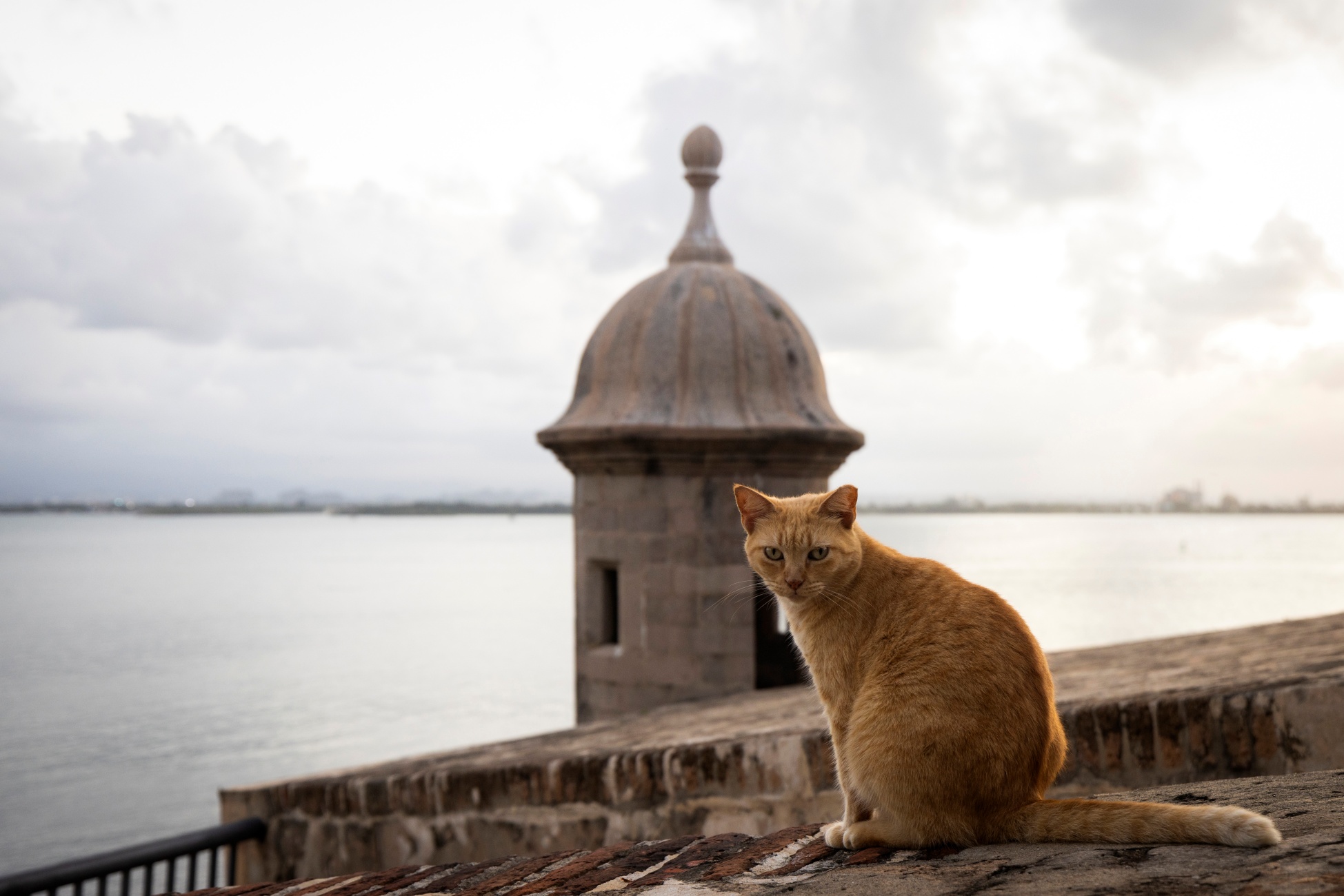 gatti dibattito porto rico