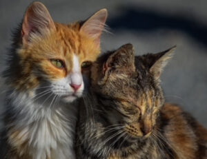 In questo posto del mondo pare che ci sia un problema anche piuttosto grosso con i gatti randagi