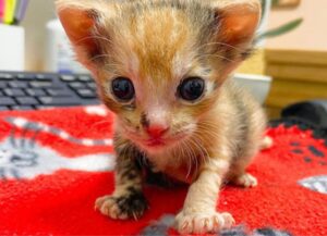 La gattina più piccola che sia mai stata soccorsa è anche precoce: ecco quando ha iniziato a fare le fusa