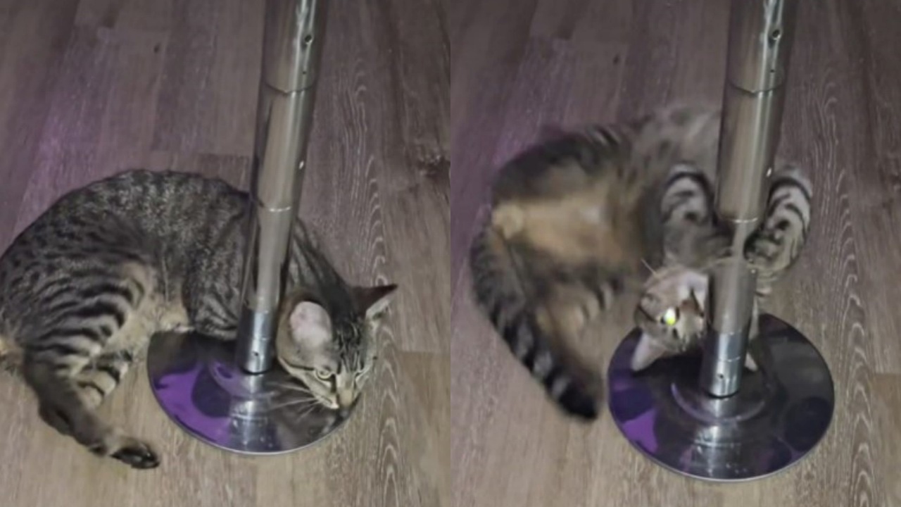 pole dance gatto