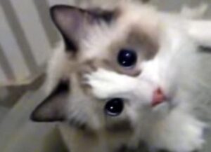 L’adorabile Ragdoll trova un modo speciale per far divertire e intrattenere la sua famiglia umana