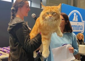 Lui è il gatto più bello del mondo, lo hanno eletto a Bolzano: Tornado è un peso massimo di meravigliosità