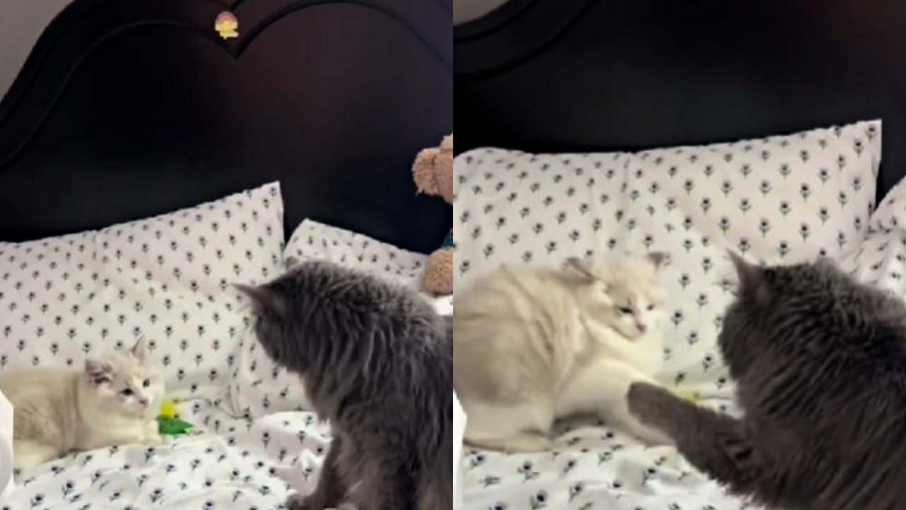 Ragdoll e randagio