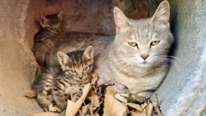 Mamma gatta randagia ha dato alla luce i suoi gattini in condizioni pietose: erano stanchi e affamati – Video