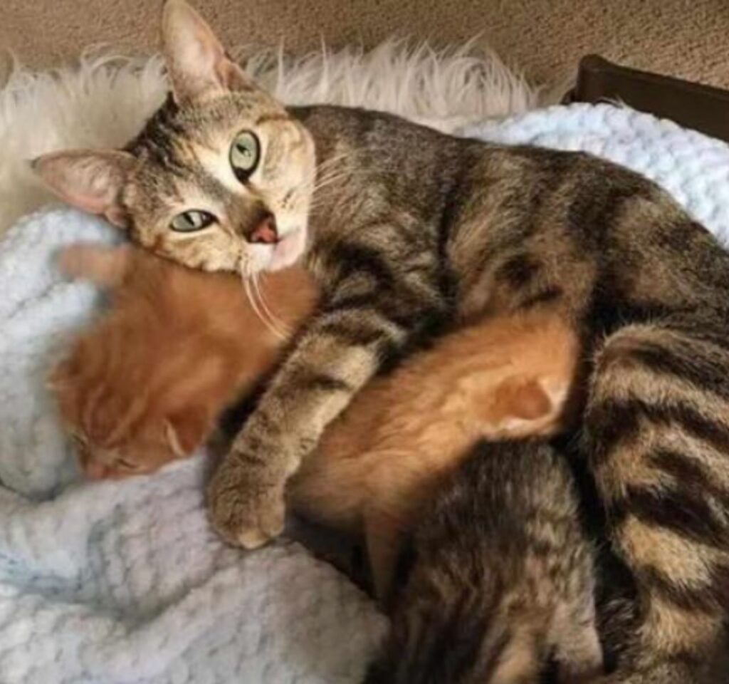 gatti splendidi