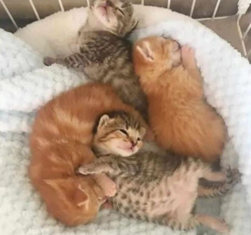 cuccioli teneri 