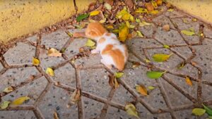 Nato da poco, debole e stanco, il gattino si trascinava per la strada senza avere nessun tipo di aiuto – Video