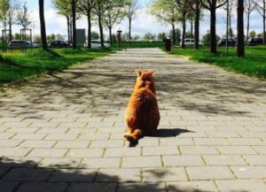 Ogni giorno questo gatto si presenta al campus universitario per dare agli studenti tutto l’amore che ha nel cuore