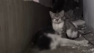 Papà gatto non dà cenni di vita ma il gattino continua a fare la pasta, cercando di rianimarlo – Video