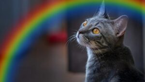 Per la terribile fine di questo gatto serve giustizia: la taglia per trovare il colpevole è di 2.000 euro