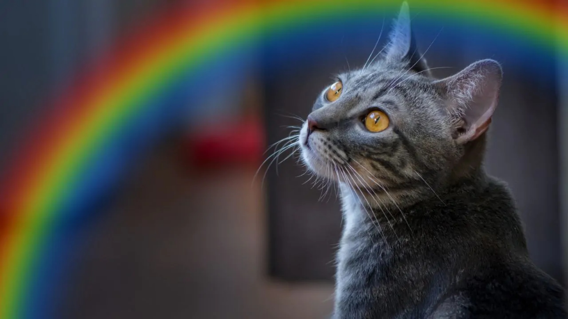 gatto scuoiato merita giustizia