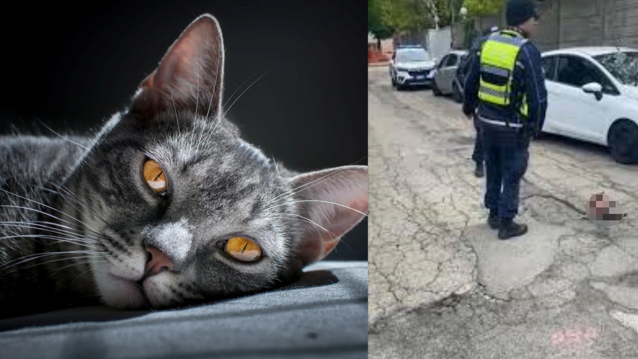 taglia su colpevole che ha scuoiato un gatto