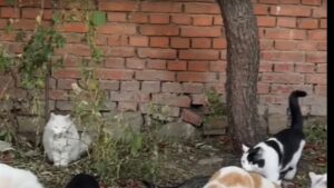 Persino gli altri gatti lo maltrattavano: per questo povero micio sembrava che non ci fosse alcuna speranza- Video