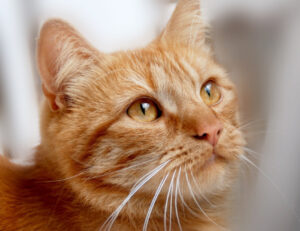 Quanto è vera la storia che collega i gatti arancioni (o rossi) ai Vichinghi?