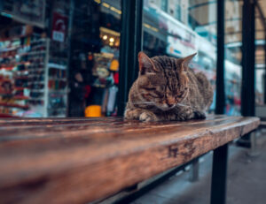 Questa città ama i gatti in un modo meraviglioso e dietro ci sono dei motivi che dovresti conoscere