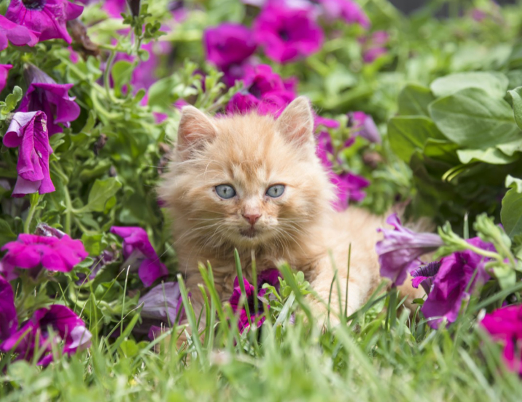 Gatto tra i fiori