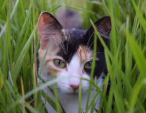 Se hai un gatto queste sono le cose che devi assolutamente sapere per prenderti cura di lui a maggio