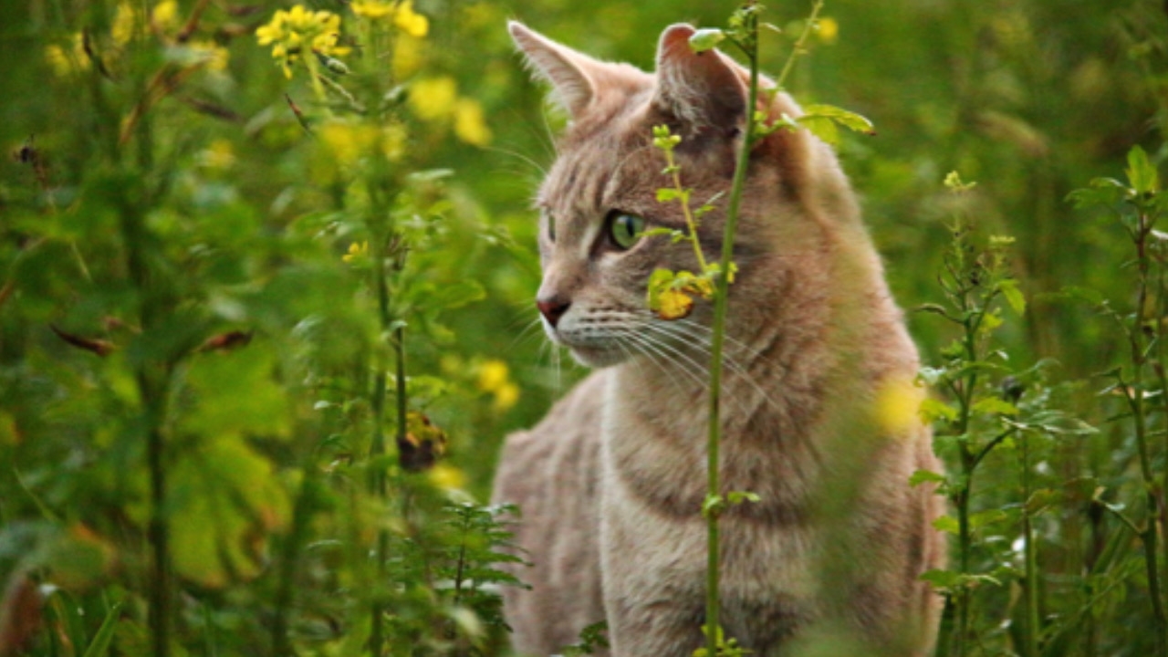 Gatto guarda a lato