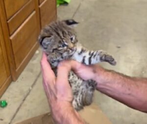 Trovano un gattino e lo portano al rifugio, ma c’è qualcosa che proprio non torna