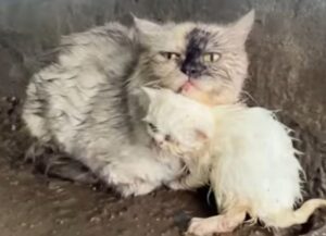 Un gesto crudele: mamma gatta e il suo gattino sono stati abbandonati, soli e senza riparo, durante giornate di forti piogge
