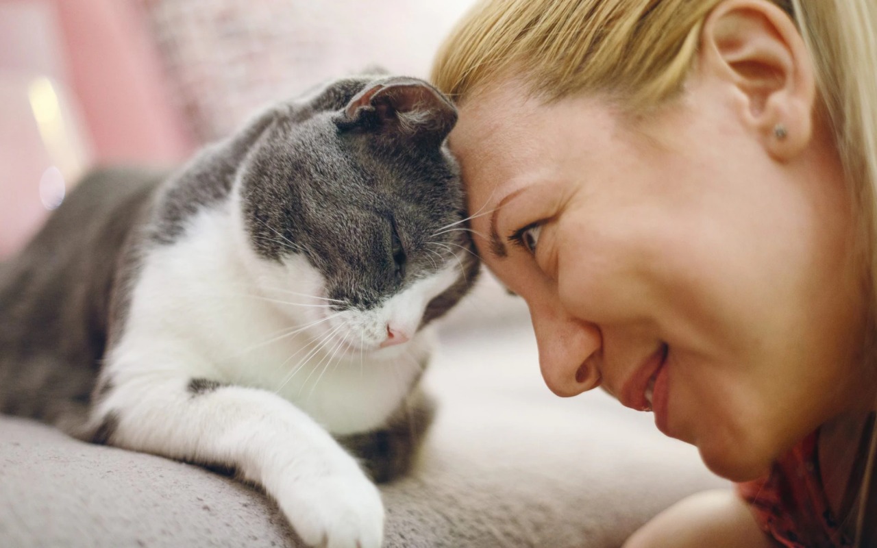 gatto strofina la testa su una donna