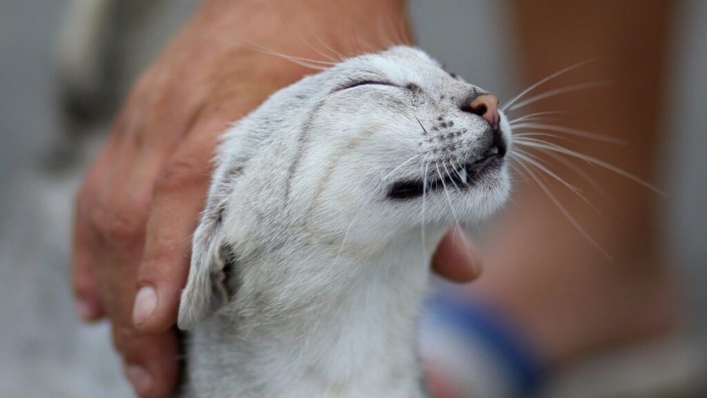 Associazioni animaliste che difendono i gatti: quali sono in Italia?