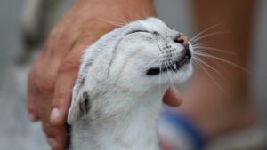 Associazioni animaliste che difendono i gatti: quali sono in Italia?
