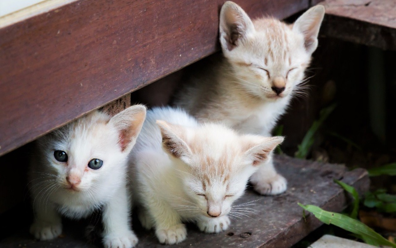 cuccioli di gatti