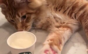 Il gattino prova un dolce molto speciale per cuccioli ma non riesce proprio ad approcciarsi nel modo giusto (VIDEO)