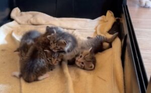 Questo gattino conta su due babysitter molto speciali: nessuno riesce a credere al loro rapporto (VIDEO)