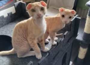 Due gatti Levkoy ucraini sopravvissuti in una condizione davvero inimmaginabile