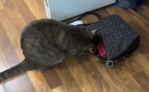Il gatto inizia a frugare nella borsa della mamma in un modo così appassionato che sembra quasi cercare qualcosa (VIDEO)