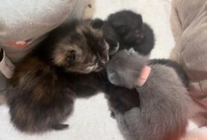 Salvano una gatta così desiderosa di “aiutare” la sorella mentre sta partorendo da non voler andare da nessuna parte