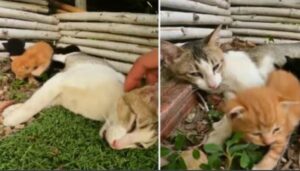 All’uomo si spezza il cuore quando capisce che mamma gatta è stata avvelenata e giace inerme vicino ai suoi gattini