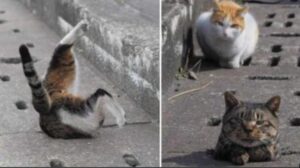 Pensavano che fossero in difficoltà: in realtà questi gatti randagi hanno trovato un modo tutto loro per divertirsi