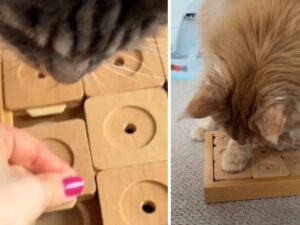 Il Maine Coon super intelligente esegue alla perfezione un gioco per cani pur di aggiudicarsi la sua razione di snack