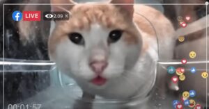 Gatti randagi cinesi in diretta web, per guardarli e dar loro da mangiare