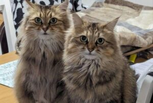 Erano due gatti selvatici con bisogni speciali: nessuno immaginava come sarebbe finita la loro storia