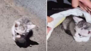 Il gattino tremante abbandonato per strada ha trovato una casa piena d’amore grazie alla gentilezza di uno sconosciuto