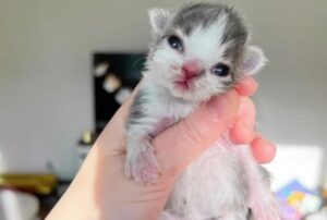 Il gattino e il cucciolo di cane erano entrambi stati rifiutati dalla mamma, ma la loro unione ha fatto la forza