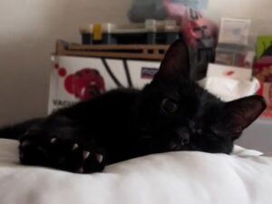 Il gatto randagio e maltrattato dorme per la prima volta in un letto: il modo in cui vive la cosa scioglie i cuori di tutti