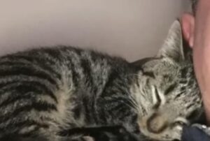 Il gattino nano non può miagolare né saltare e ha un altro grave problema, ma non smette di fare le fusa con amore