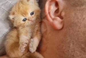 Il minuscolo gattino ha fatto impazzire tutti per via della sua abitudine legata alle orecchie del suo padrone