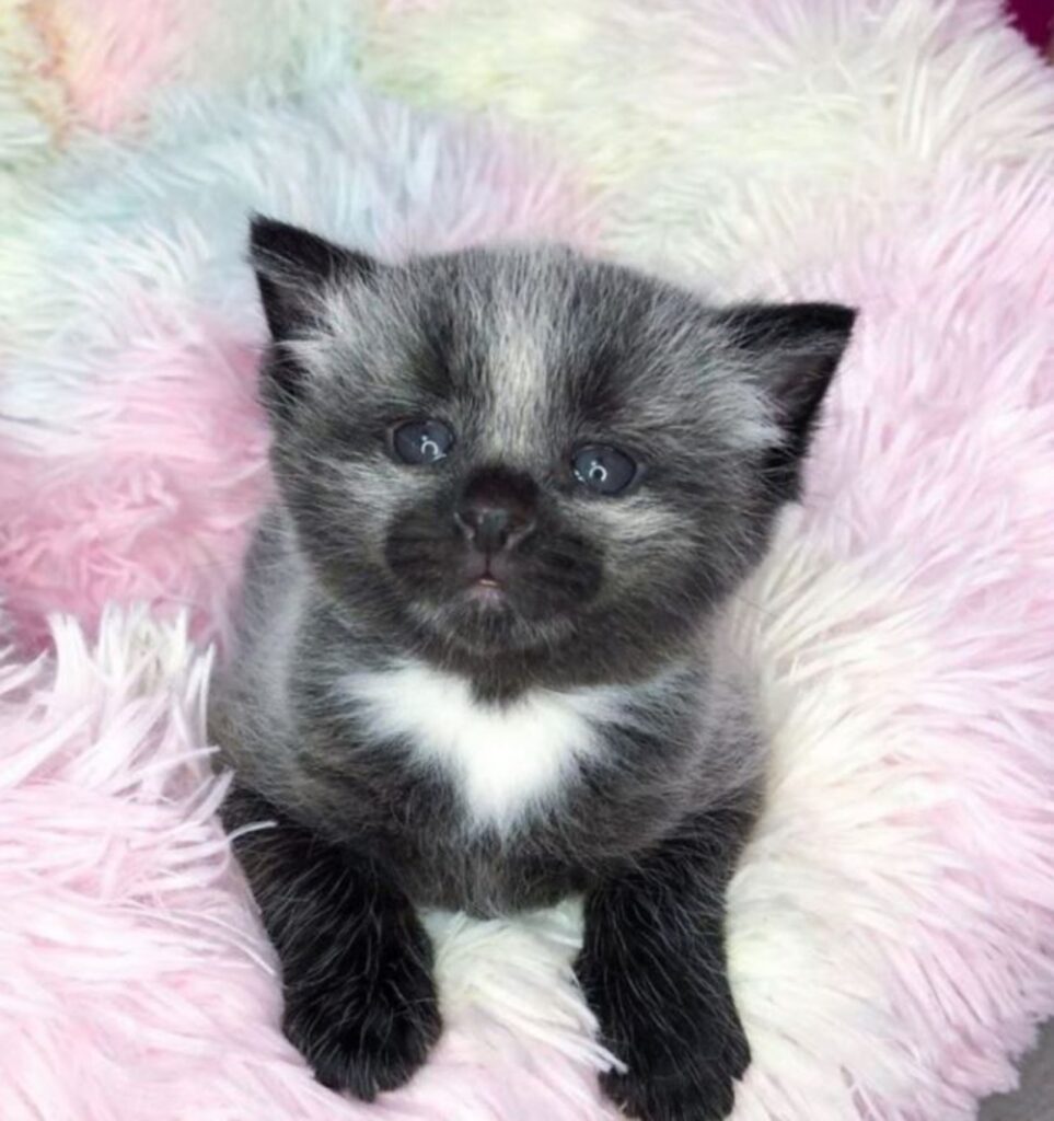 una gattina grigia e nera