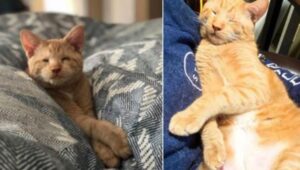 Dopo ben 20 esperienze di adozione fallita, questo gatto cieco ha finalmente trovato la casa perfetta per lui