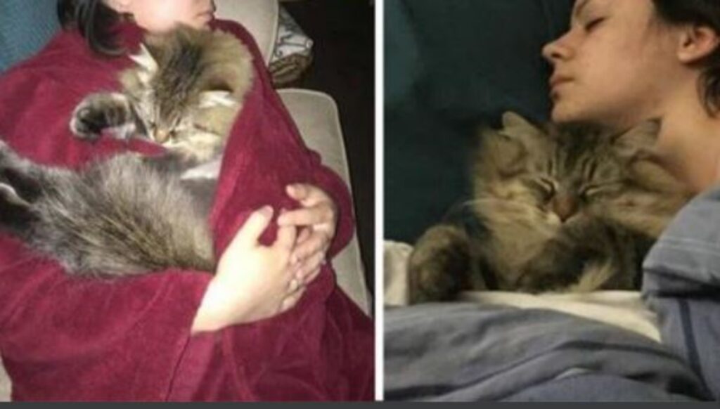 Il gatto adottato non aveva mai abbracciato la sua mamma umana, finché non si è accorto che era incinta