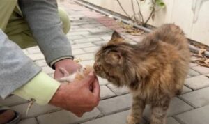 Dopo aver preso coraggio, mamma gatta ha lasciato i suoi gattini dall’unico essere umano che ha ritenuto essere degno di fiducia