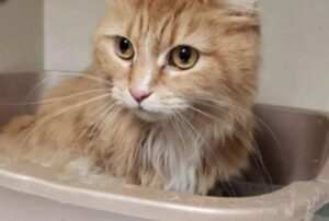 La donna stava facendo una passeggiata nella natura, ma è rimasta di sasso quando ha visto un gatto abbandonato dentro un trasportino