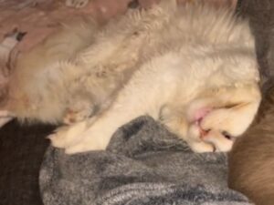 Il papà umano di questo gatto lo prende in giro così: “Russa e dorme come se fosse lui a pagare le bollette”