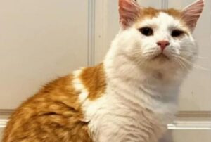 Vedendo questo gatto oggi nessuno potrebbe immaginare com’era fino a qualche tempo fa: è un vero miracolo